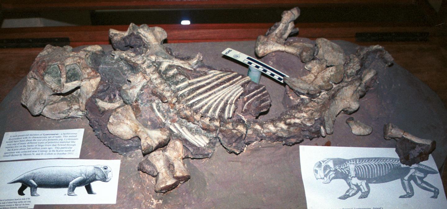 <em>Lystrosaurus</em> in Albany Museum