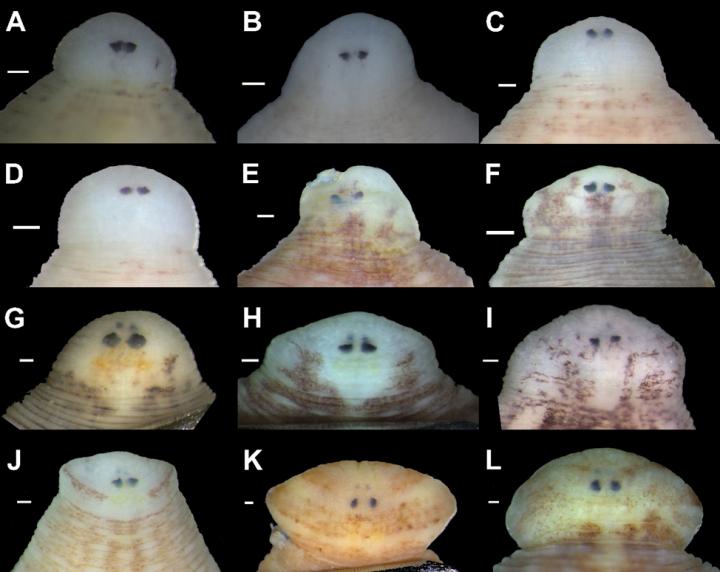 Gimme shelter: Seven new leech species call f | EurekAlert!
