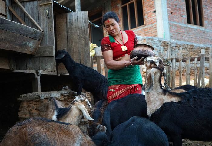 A woman in a red and green dress stands amidst a flock of goats holding a bowl.