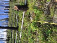 Ponderosa Pine and Douglas-Fir Forest in the Payette National Forest, Idaho