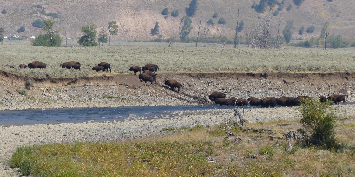 Yellowstone Buffalo