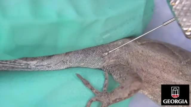 Gene Editing Lizards