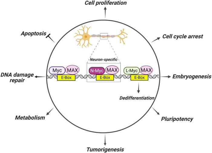 Oncogenic transcriptional regulation of the MYC family.