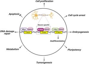 Oncogenic transcriptional regulation of the MYC family.