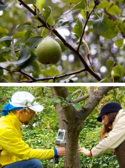 Testing Urban Fruit for Lead Poisoning