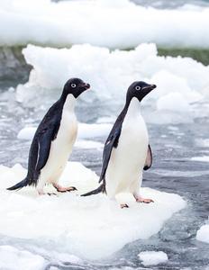 Adelie Penguins on seasonal sea ice in Antarctica