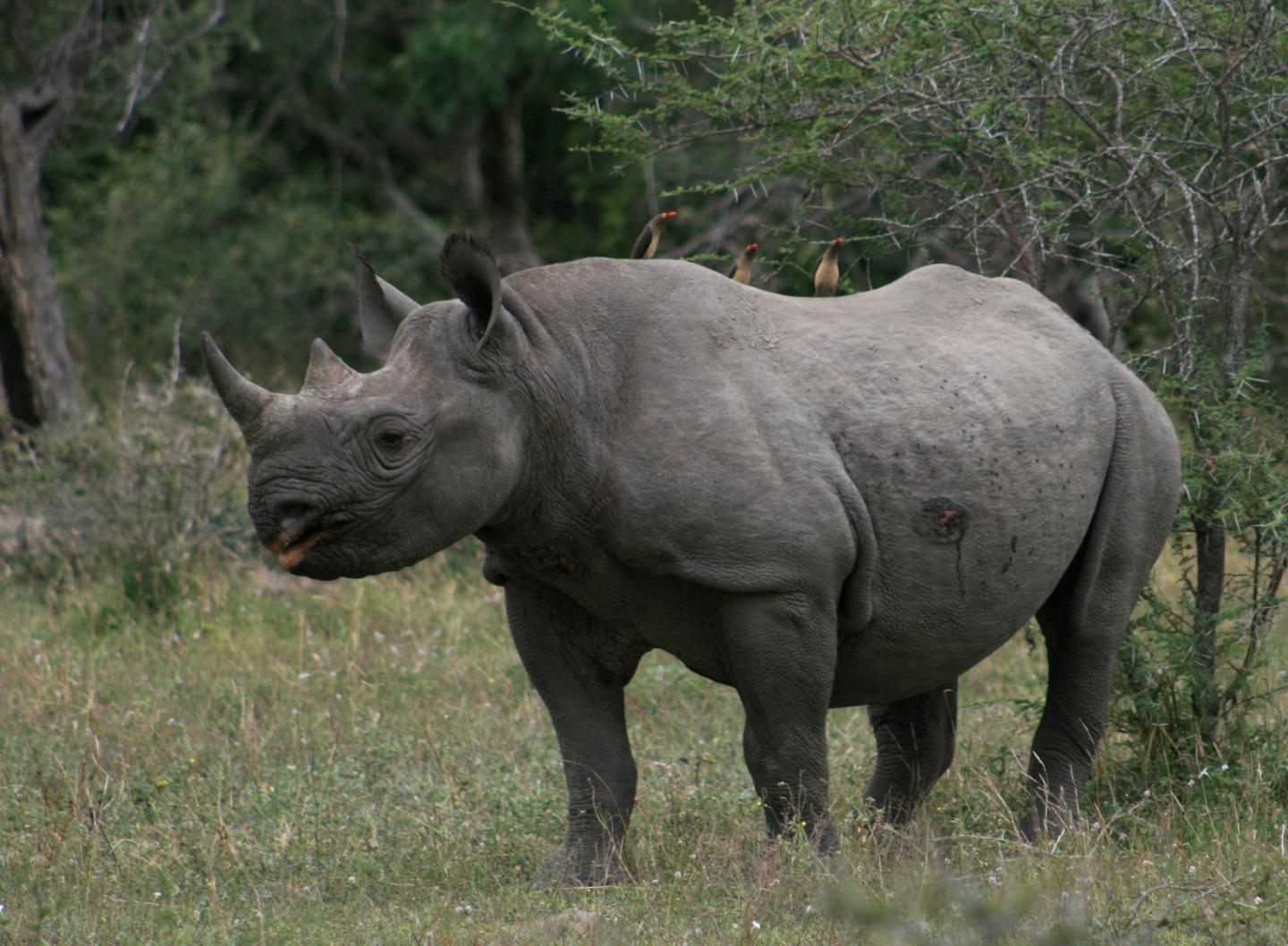 The Impacts of Herbivory on Continental Scales (3 of 10)