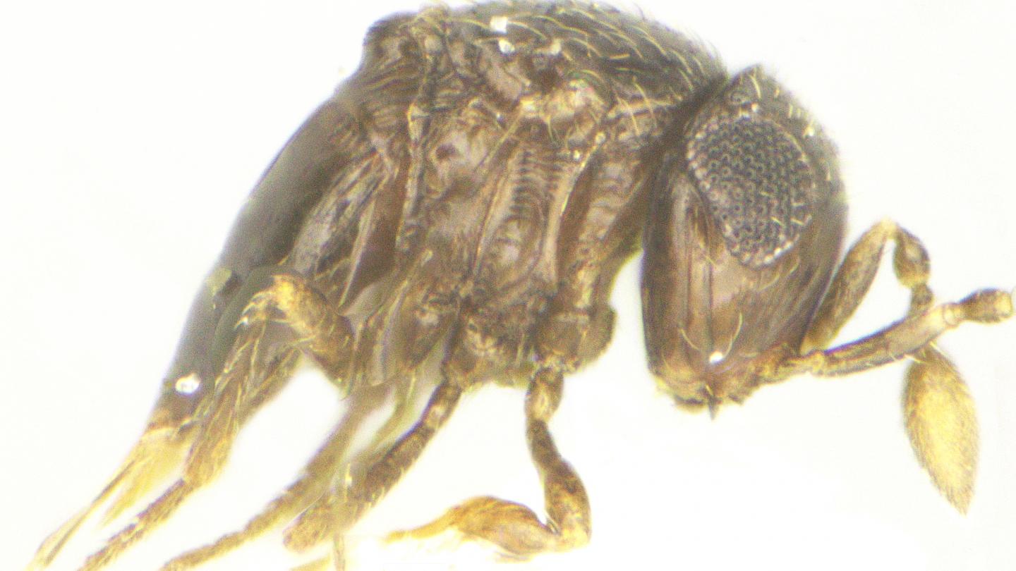 New Parasitoid Wasp