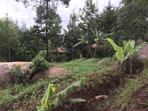 A smallholder farm in Vihiga County in Western Kenya