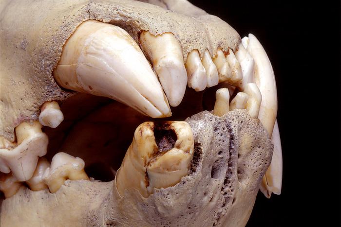 Tsavo lion teeth