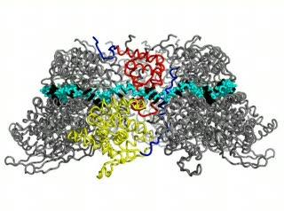 A Window to a Respiratory Virus (3 of 5)