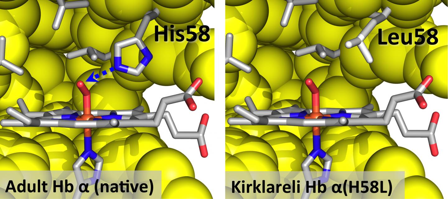 A Comparison of the Native Adult Subunit of Human Hemoglobin