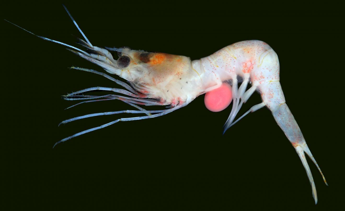 The rhizocephalan barnacle Sylon hippolytes (Red Sac-like Structure) on its Shrimp Host