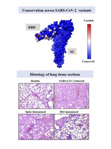 RS2 sequence conservation and protective efficacy