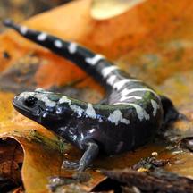 Marbled Salamander