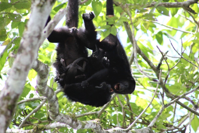 Howler monkeys playing