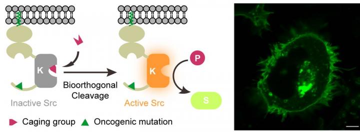 Chemical Activation of Kinases in Living Systems