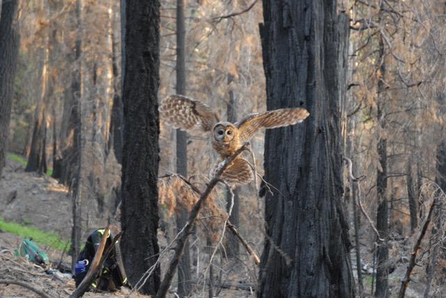 California Spotted Owl