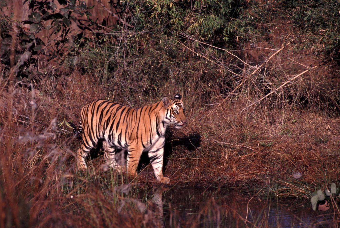 Sumatran Tiger (2 of 2)