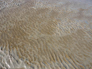 diatom mats on tidal sediment