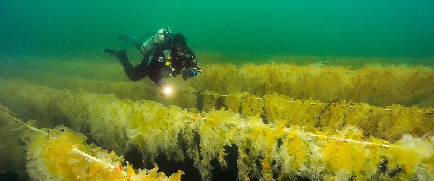 Fisheries aquaculture