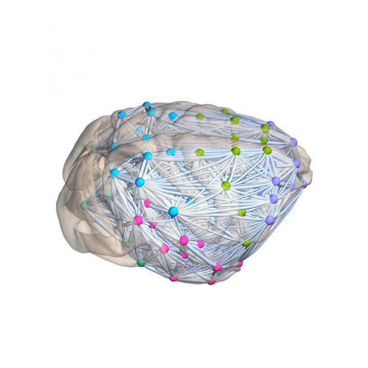 Size-Invariant Connectivity Networks in the Mammalian Brain