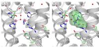 Substrate-binding Mode of TYRP1 Active Site