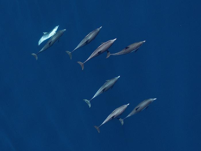 Short-beaked common dolphins