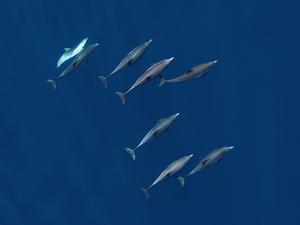 Short-beaked common dolphins