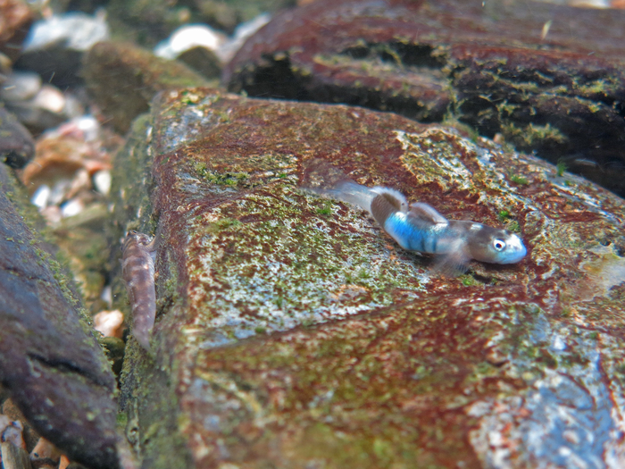 Courtship behavior of Lentipes armatus