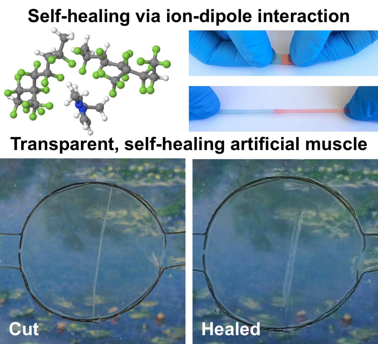 Illustation Showing Self Healing