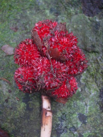 <i>A. nilgiricum</i> (fruit)