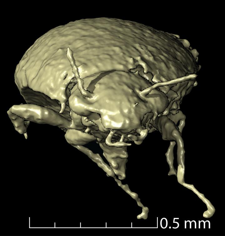 Triamyxa coprolithica anterior view