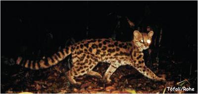 Margay