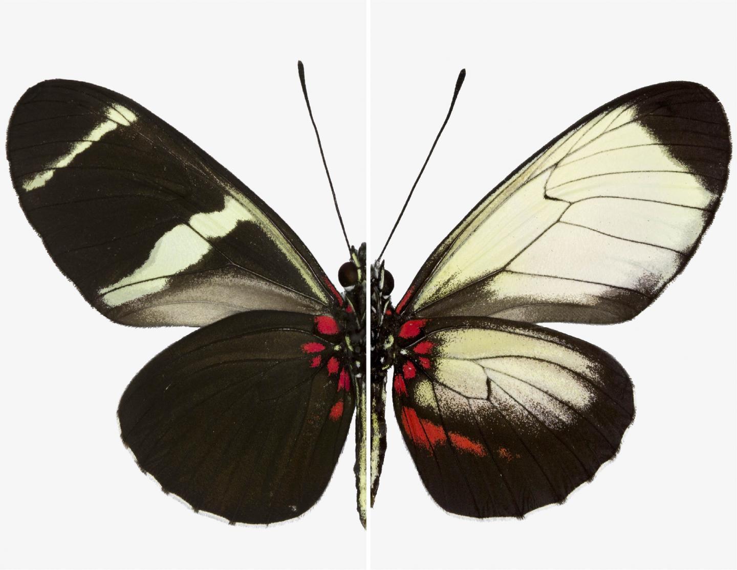 Comparison of Wing Patterns on Two Sara Longwing Butterflies
