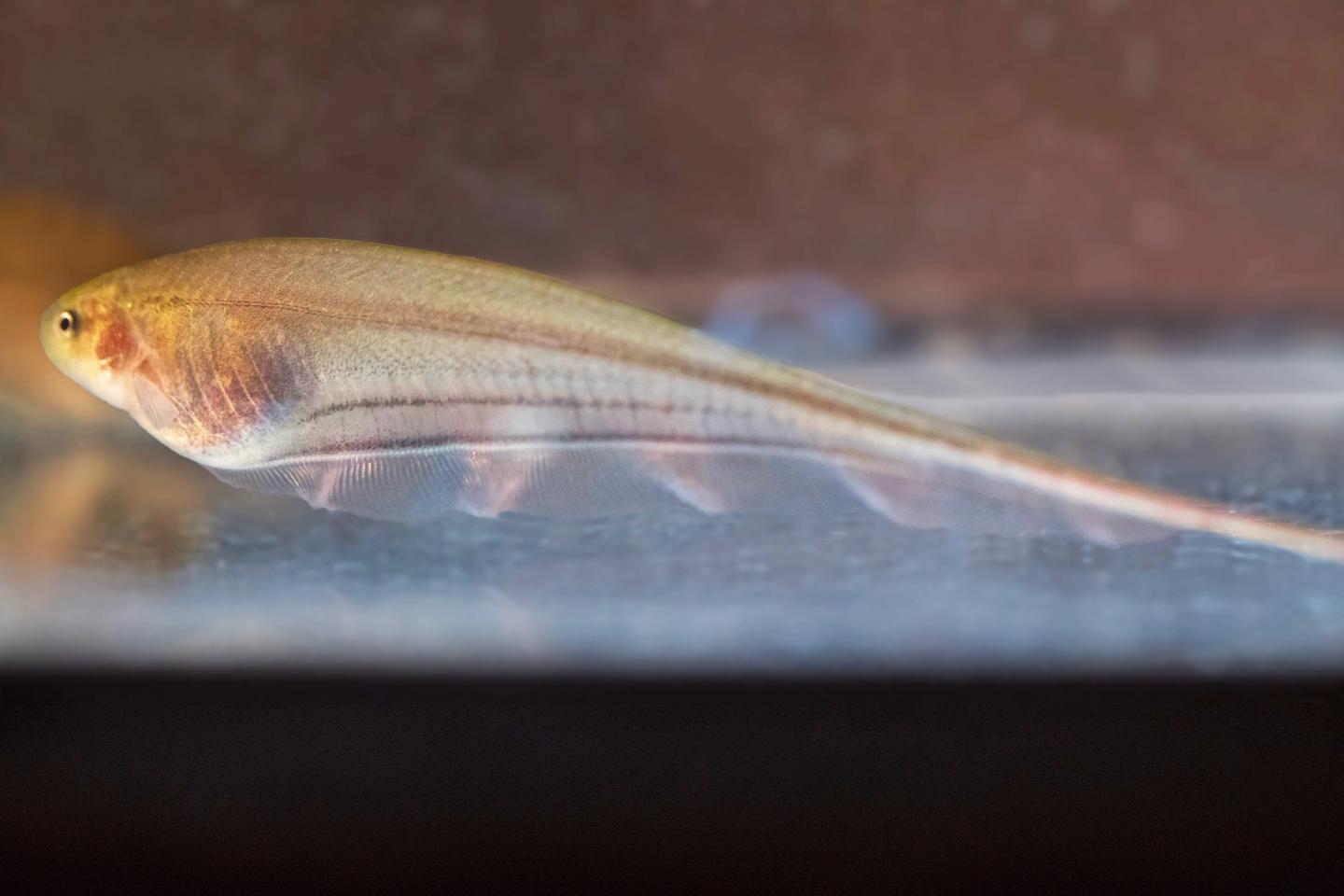 Glass Knifefish (Eigenmannia v [IMAGE] EurekAlert! Science News Releases