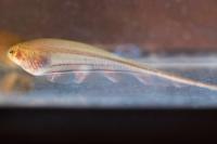 Glass Knifefish (Eigenmannia virescens)
