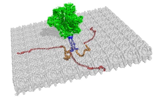 Cytoplasmic Tail of gp41