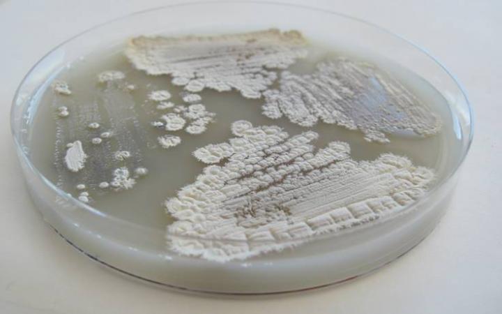 <I>Streptomyces</I>