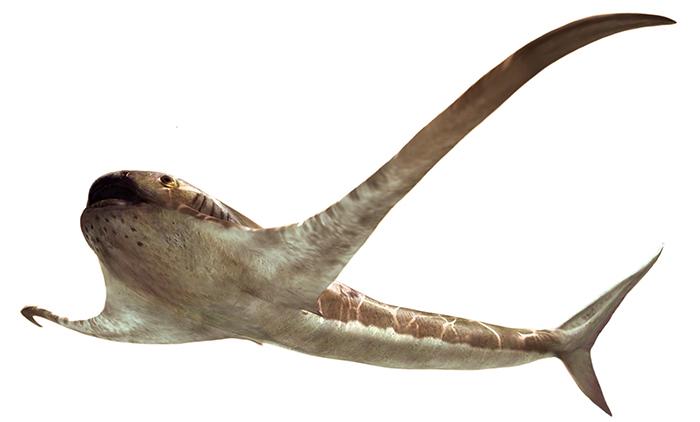Artist's impression showing one eagle shark.
