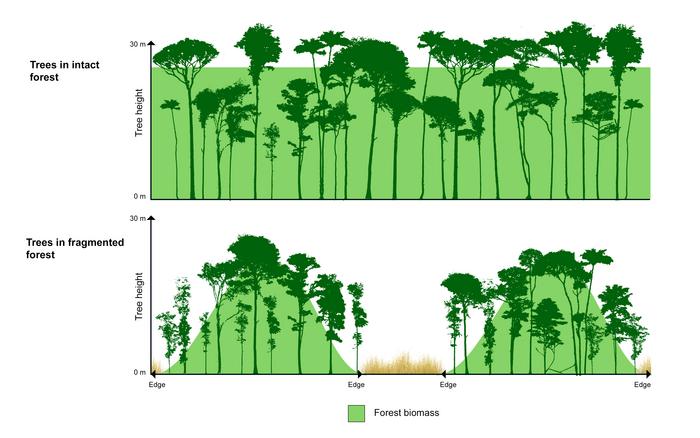Trees growing on forest edges are shaped differently from those growing deep in the forest.
