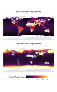 Factorial Aerobic Scope Map