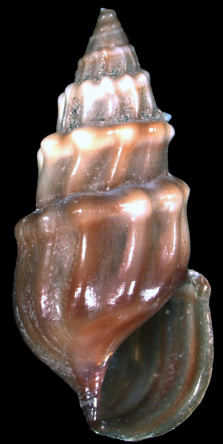 Microcolpia parreyssii (Philippi, 1847)
