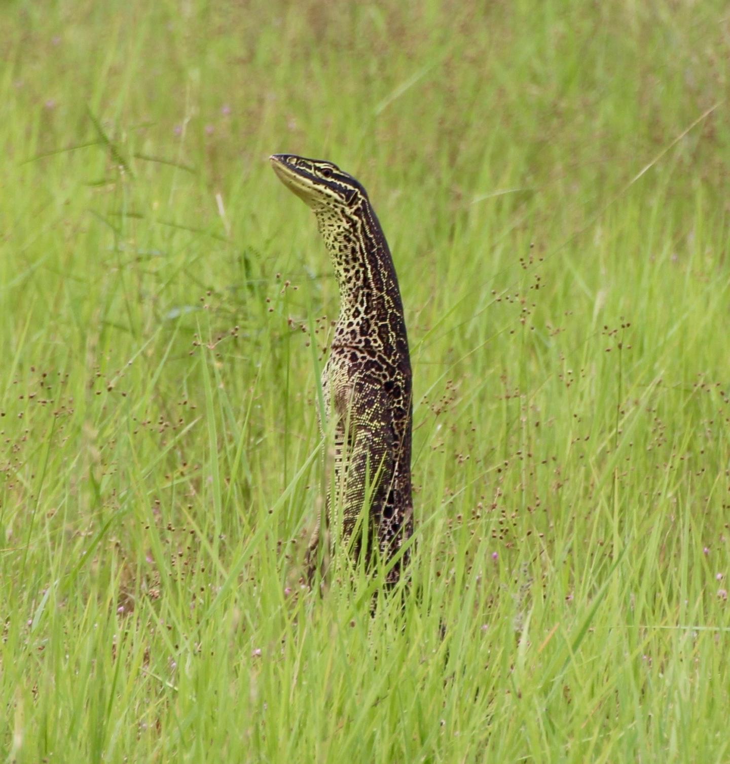 Goanna Foraging