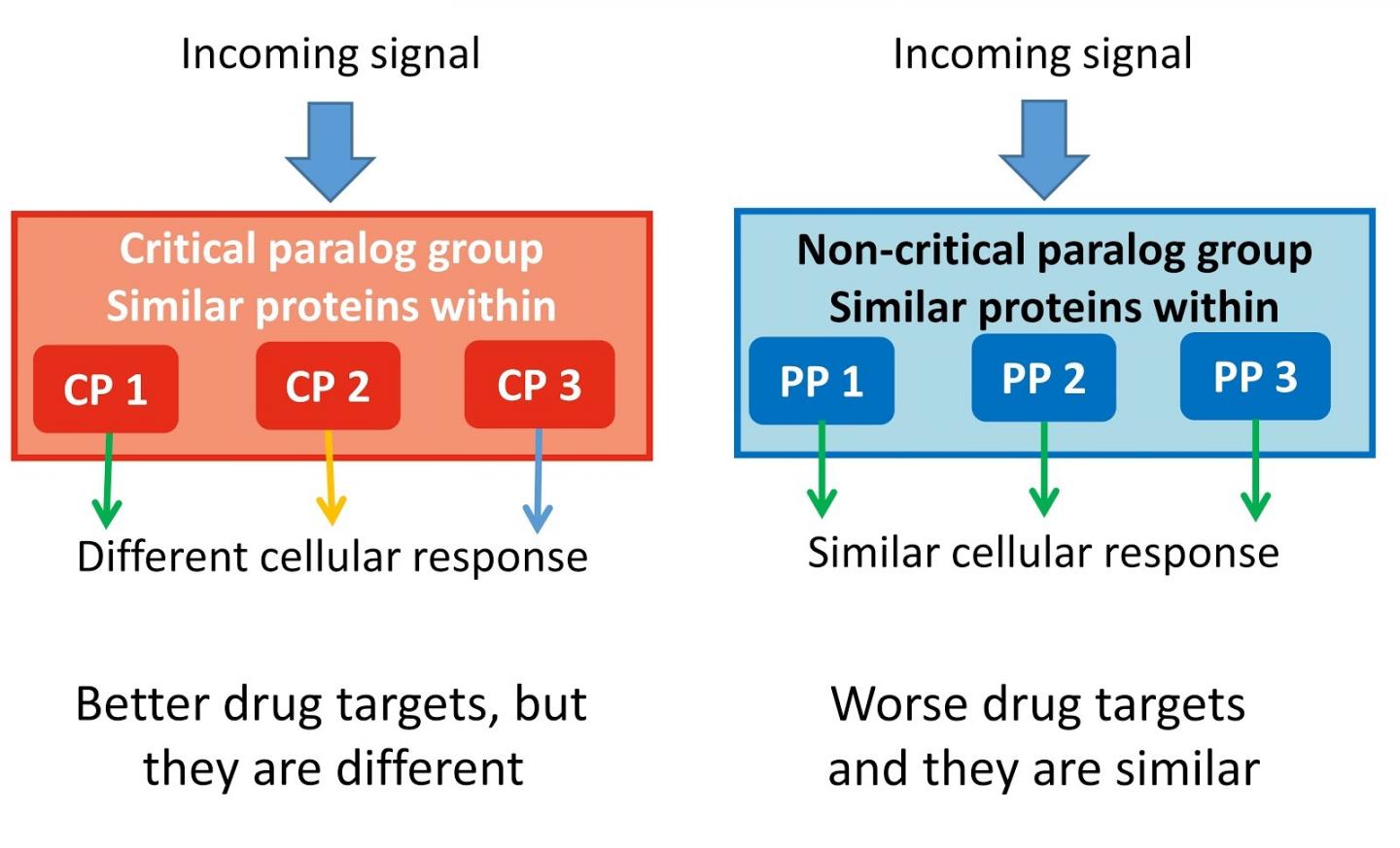 Critical Genes Unravelled to Understand Human Diseases and Support Drug Discovery