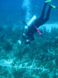 Transect Work During Coral Reef Survey