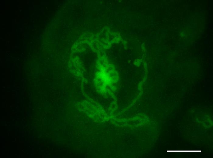 Embryonic testis organoids