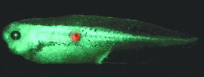 Tumor within Tadpole Embryo