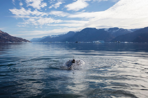 Narwhal with satellite tag