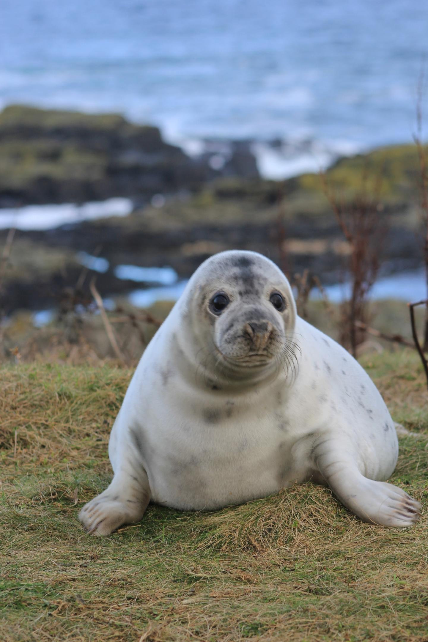 Grey Seal Pup